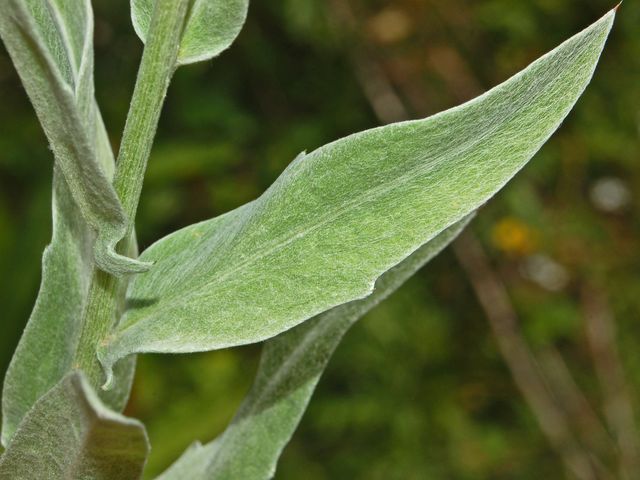 Centaurea uniflora / Fiordaliso unifloro